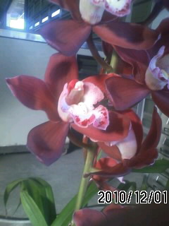 Cymbidium Antique.jpg